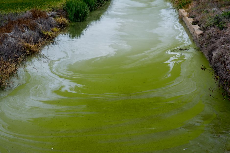 Cyanobacteria Algae Bloom Water — illustrative photo