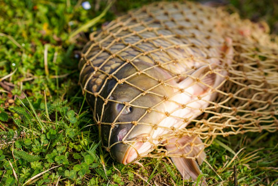 Freshwater Fish Catch — illustrative photo