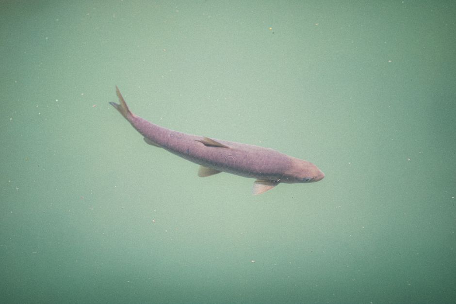Fish Underwater Lake — illustrative photo