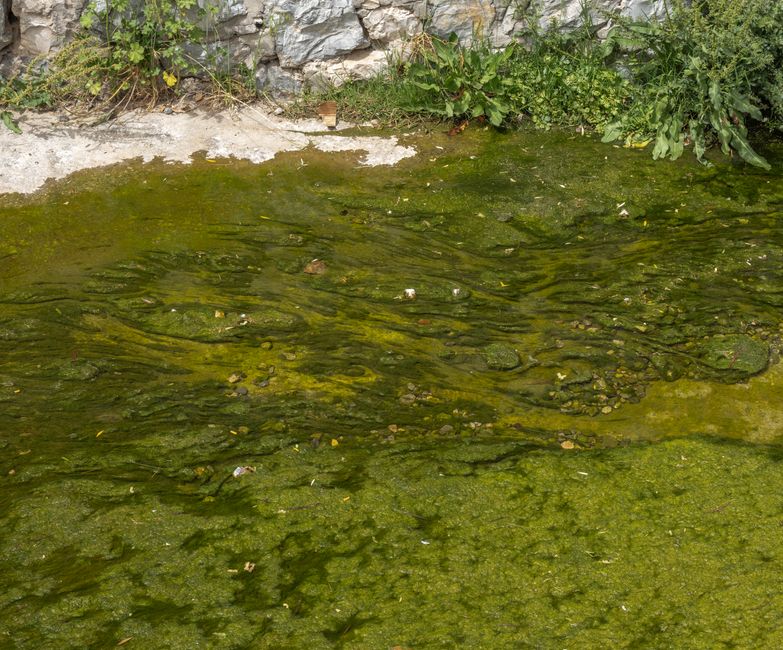 Green Algae Pond Water — illustrative photo