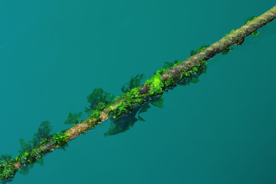 Green Algae Water Surface — illustrative photo