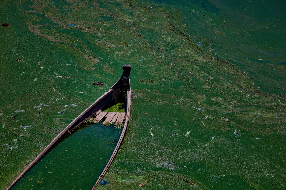 Polluted Lake Algae Green — illustrative photo