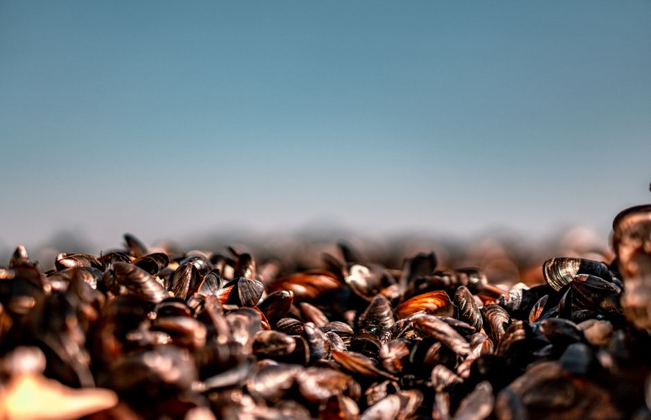 Zebra Mussels — illustrative photo