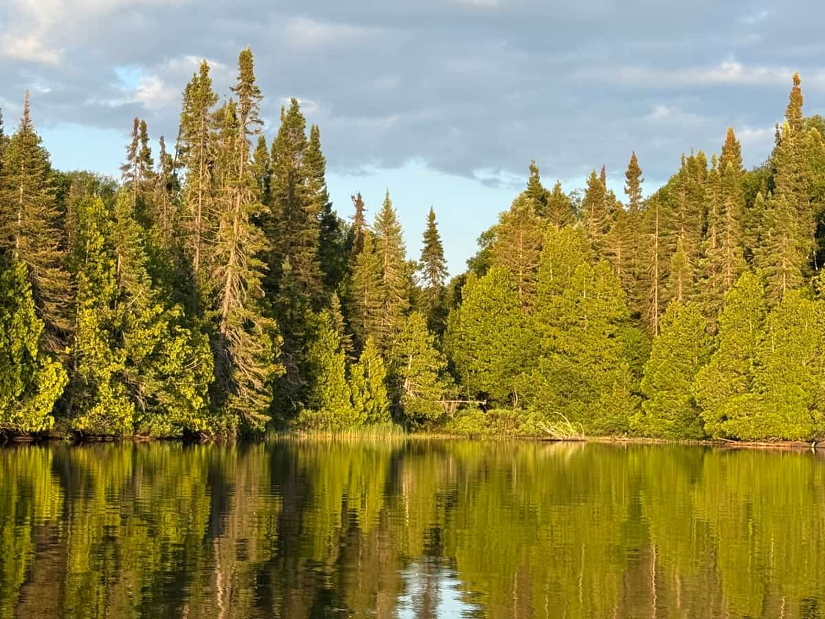 Black spruce and balsam fir along a Boundary Waters shoreline, mirrored in still water under low evening sun