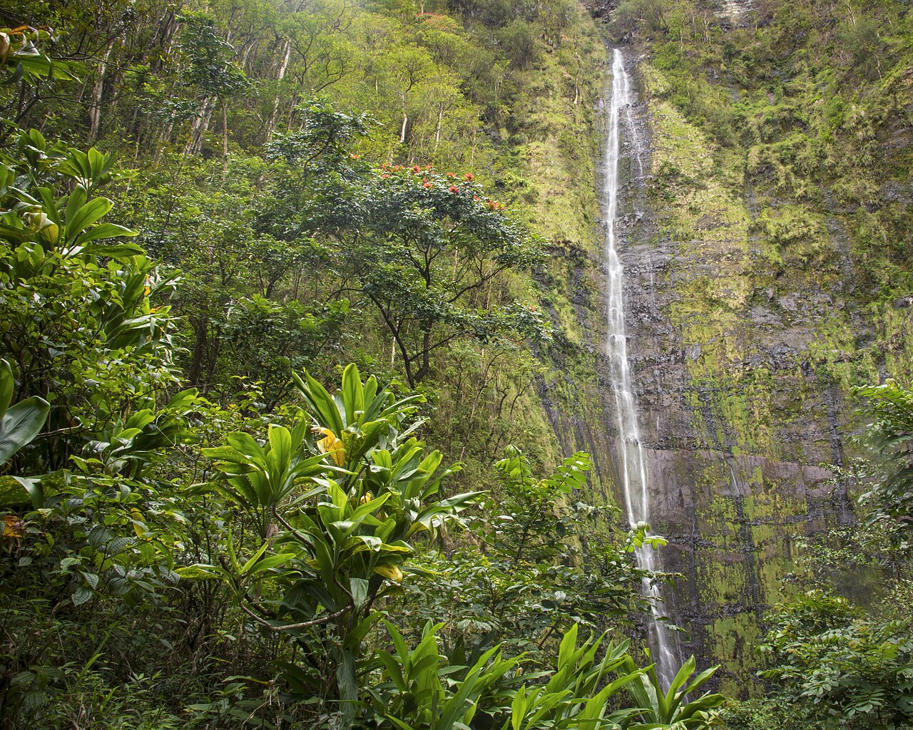 Waimoku Falls, a waterfall in Hawaii